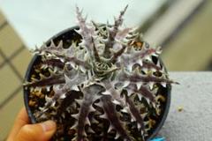 2025年最新】dyckia ottoの人気アイテム - メルカリ