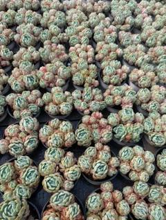 D521 クリームベリー 抜き苗 28株 多肉植物 エケベリア 韓国苗