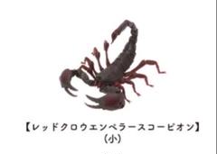 レッドクロースコーピオン　立体標本 楽天市場】暗闇で光る！ 蓄光 本物のサソリが入ってる