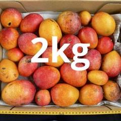 訳あり　ミニマンゴー　5kg クール便 訳ありミニマンゴー クール便発送！ - メルカリ