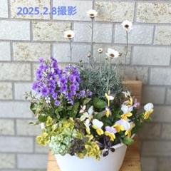 ポン様　リクエスト　ローダンセマム12点 ローダンセマムとは｜育て方がわかる植物図鑑｜みんなの趣味の
