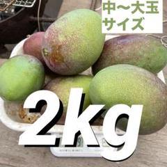7/2収穫分 摘果マンゴー2kg 6個グリーンマンゴー青マンゴー中