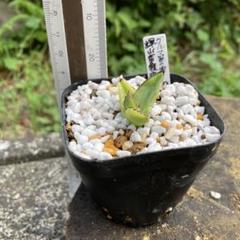 は*こ様 多肉植物 アガベ 超特選 ダルマ笹の雪 濃白株 極上大株 包葉 完美球 多肉植物 アガベ 超 特選 ダルマ笹の雪 濃白株 極上大株 包