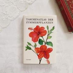 観葉植物・挿絵付き꙳⋆ボタニカル系洋書 ビンテージ植物図鑑　植物画　ドイツ古書
