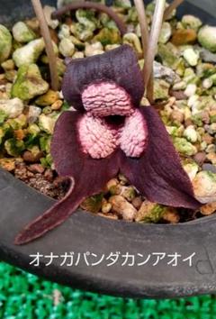 図鑑　細辛寒葵　銘鑑　細辛　寒葵　カンアオイ　山野草　参考書　古典園芸　斑入植物 Amazon.co.jp: 細辛 寒葵 カンアオイ 銘鑑 山野草 細辛銘鑑 古典