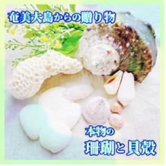 【希少】海のインテリア♪ 奄美の海で採れた珊瑚（菊目石）と夜光貝 現物 オブジェ 希少】海のインテリア♪ 奄美の海で採れた珊瑚（菊目石）と夜光