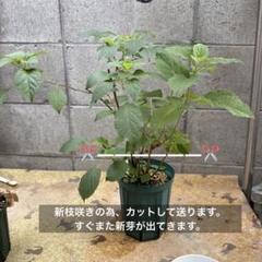 来年育成用アジサイ5種♡メルカリ便 来年育成用アジサイ5種♡メルカリ便 - メルカリ