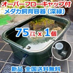 メダカ飼育ケース 75㍑深緑 オーバーフローキャップ付 金魚飼育