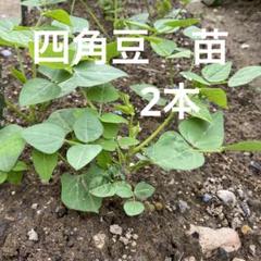 メルカリで売れた植物の梱包方法・発送方法を解説！ - お役立ち