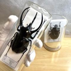 2024年最新】コーカサスオオカブト標本の人気アイテム - メルカリ