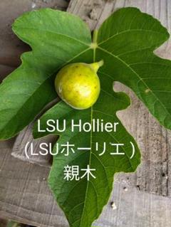 2025年最新】LSUホーリエの人気アイテム - メルカリ