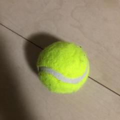 犬のおもちゃ