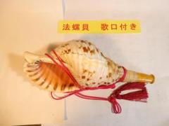 法螺貝 約40㎝ 木製歌口,赤紐付　新品　 MH-442 法螺貝 約40㎝ 木製歌口,赤紐付新品 MH-442