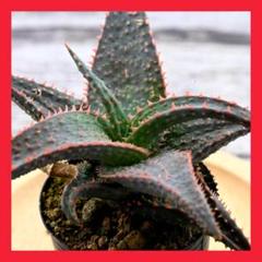 I*N様 アロエハイブリッド　実生 実生 ラグジュアリー × ビトーハイブリッド アロエ 多肉植物