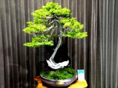 【中品 山採 杜松盆栽】　 　　　　　　　⭕懸崖の古木美品♪真柏 中品 山採 杜松盆栽】 ⭕懸崖の古木美品♪真柏