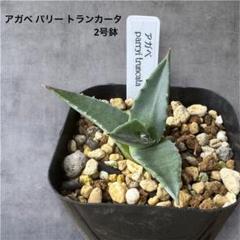 アガベ・パリー・トルンカータ 2号ロングポット×3ポットセット