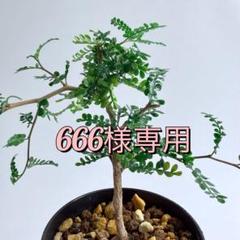 2025年最新】オペルクリカリア パキプス パワータンクの人気