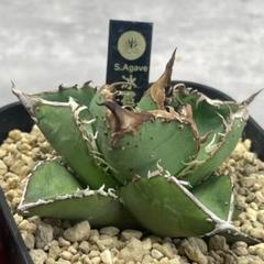 ゆ*ん様 多肉植物 アガベ チタノタ 冰雹 ブツブツ顔出る株 極上鋸歯 極上強棘 ゆ*ん様 多肉植物 アガベ チタノタ 冰雹 ブツブツ顔出る株 極上