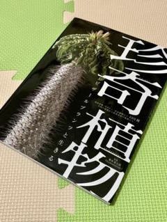 珍奇植物 ビザールプランツと生きる 塊根植物 サボテン 食虫植物など4 種の中古 未使用品を探そう メルカリ 珍奇植物 ビザールプランツと生きる 塊根植物 サボテン 食虫植物など4 種の中古 未使用品を探そう メルカリ