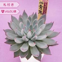 ホリコロ×ザラゴーサspノバ札付きポットごとメルカリ便オーズ