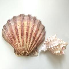 【貝殻 2点 】ハワイ お土産 シェル インテリア 置物 小物入れ 工作 飾り