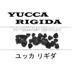 2月入荷 350粒+ パリー トランカータ 植物検疫証明書あり 種 種子 Agave Parryi Truncata 'Orizaba' - アガベ パリー トランカタ