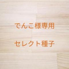 でんこ様専用 セレクト種子 4袋