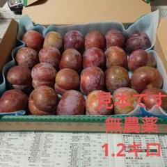 鹿児島県産地直送 無農薬 いぐり(すもも) 10キロ 無農薬すもも 10キロ - メルカリ