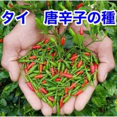 タイ唐辛子の種 30粒