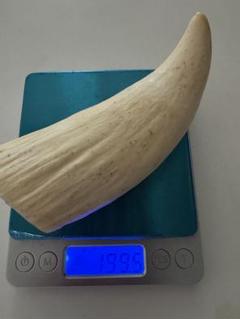送料無料 超希少 クジラの歯 本物 　無加工　マッコウ鯨　#観賞用 #鯨歯#素材 クジラ工芸品 】 クジラの歯を使って作られた工芸品を紹介