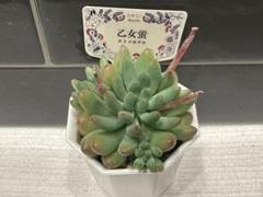 コキリノさん苗 乙女蛍 札付き ポットごと - その他多肉植物
