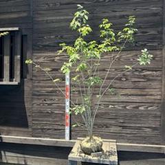 自生山採り/アオダモ/大株【現品発送】管理70564 自生山採り/アオダモ/大株【現品発送】管理70564 - メルカリ