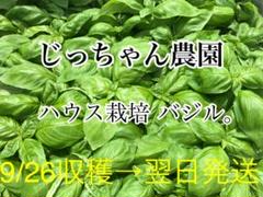 農家直送 新鮮野菜 バジル ばじる 無農薬