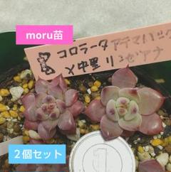 2025年最新】リンゼアナ 実生の人気アイテム - メルカリ