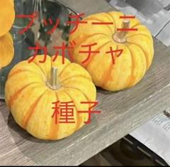 ハロウィン用　ミニカボチャ(プッチーニ)#1 88個 楽天市場】ハロウィン用 本物 生カボチャ 鑑賞用『プッチーニ
