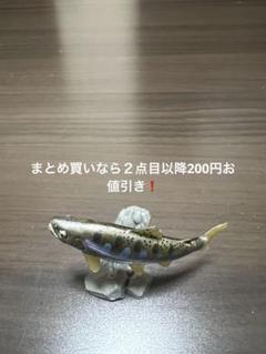 原色淡水魚図鑑II 改訂版｜商品情報｜タカラトミーアーツ