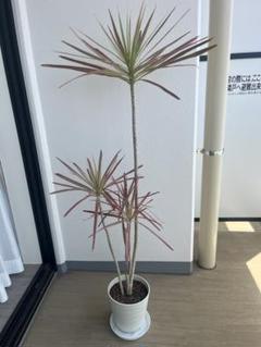 ドラセナ　コンシンネ　レインボー　140㌢　室内インテリア