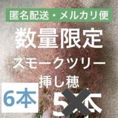 スモークツリー 挿し木用・挿し穂 【6本】 お届けの早い匿名配送・メルカリ便発送のサムネイル
