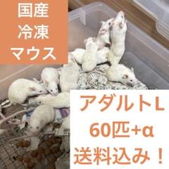 送料無料　冷凍マウスアダルトＬ50匹 Amazon | 冷凍マウス アダルトLL10匹 国産 SAfarm | SAfarm