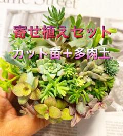 多肉植物 寄せ植えセット