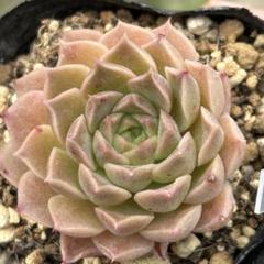 多肉植物 メキシコミニマ×ヒアリナ 交配 実生 2023オリジナル