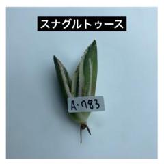 A-783 アガベ チタノタ スナグルトゥース - メルカリ