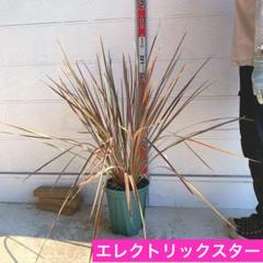 ドラセナ　コルジリネ エレクトリックスター　株立ち　ポット　04 楽天市場】コルジリネ（ドラセナ） エレクトリックスター ポット