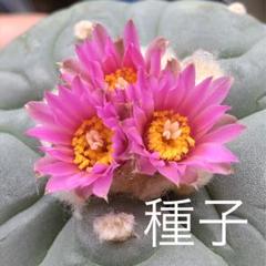 ロホホラ 疣銀冠玉の実生 鉢植えメルカリ便送料込み ロホホラ 疣銀冠玉の実生 鉢植えメルカリ便送料込み - メルカリ