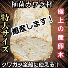 【写真付き】自然産卵の実績有り　超特大天然カワラ材産卵木　４本　№６２６ 特大サイズで爆産します！植菌カワラ材 カビない！加水不用