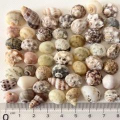 巻貝 貝殻 50個セット 120 素材 天然 工作 ハンドメイド ヤドカリ