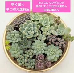 み*ん様 レア！ボカサナモンスト 自根 鉢植え メルカリ便送料込み ⑳寄せ植え ちょこん❣️あかずきん❣️古都の葉❣️リンダ