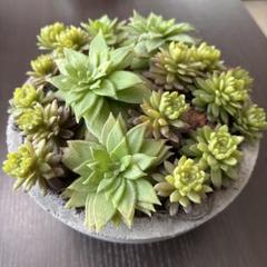 エミリオロバ　多肉植物のアートフラワー鉢 エミリオ・ロバ（アートフラワー）