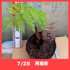 【沖縄産】　ヒカゲヘゴ　ヘゴの木　① 沖縄産】 ヒカゲヘゴ ヘゴの木 ⑧ - メルカリ
