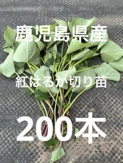 紅はるか苗150本➕7本 Amazon.co.jp: 【無農薬】紅はるか 苗 芋づる サツマイモ苗 無